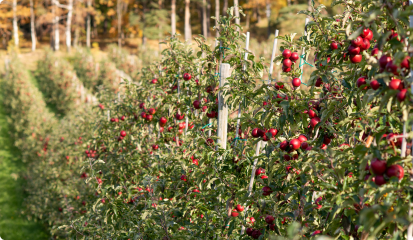 Rader med äppelträd som dignar av frukt